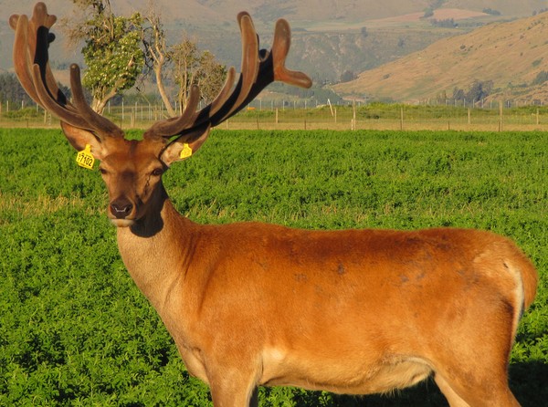 2 Year Old Stud Red Deer